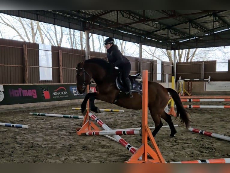 Más caballos centroeuropeos Caballo castrado 6 años 159 cm Castaño in Schattendorf