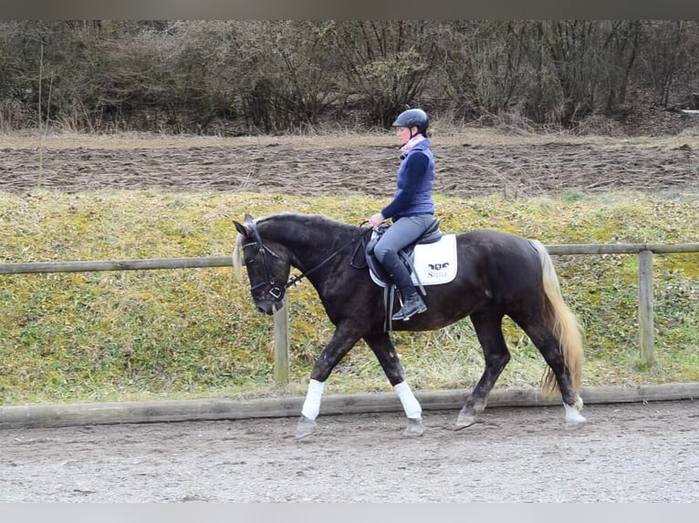 Más caballos centroeuropeos Caballo castrado 6 años 160 cm in Wellheim