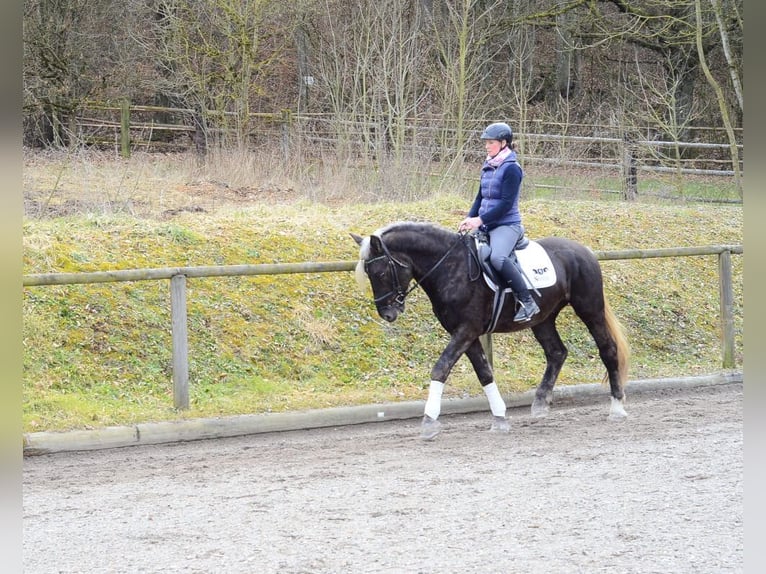 Más caballos centroeuropeos Caballo castrado 6 años 160 cm in Wellheim