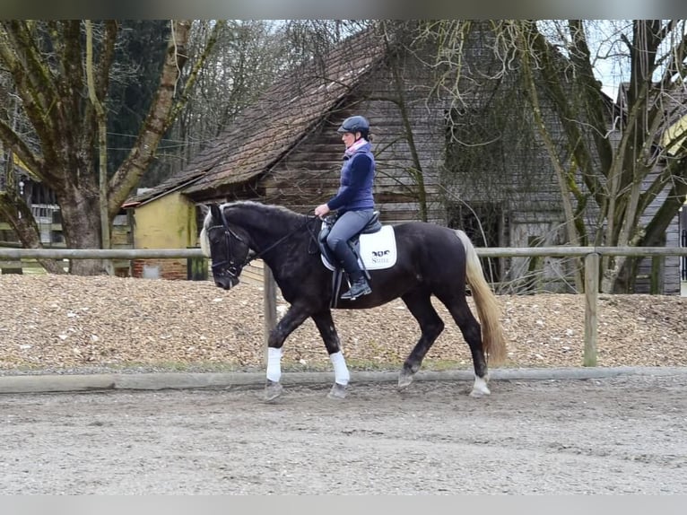 Más caballos centroeuropeos Caballo castrado 6 años 160 cm in Wellheim