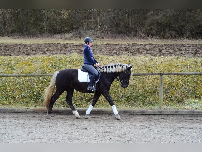 Más caballos centroeuropeos Caballo castrado 6 años 160 cm in Wellheim