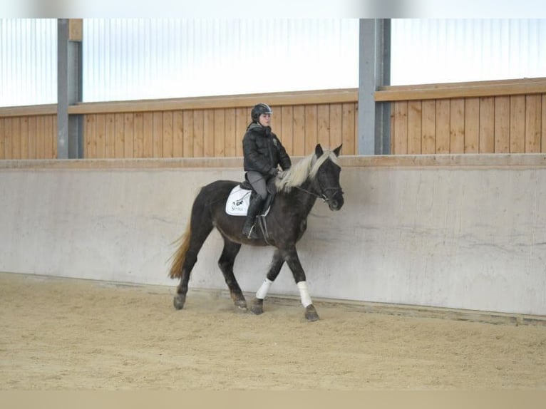 Más caballos centroeuropeos Caballo castrado 6 años 160 cm in Wellheim