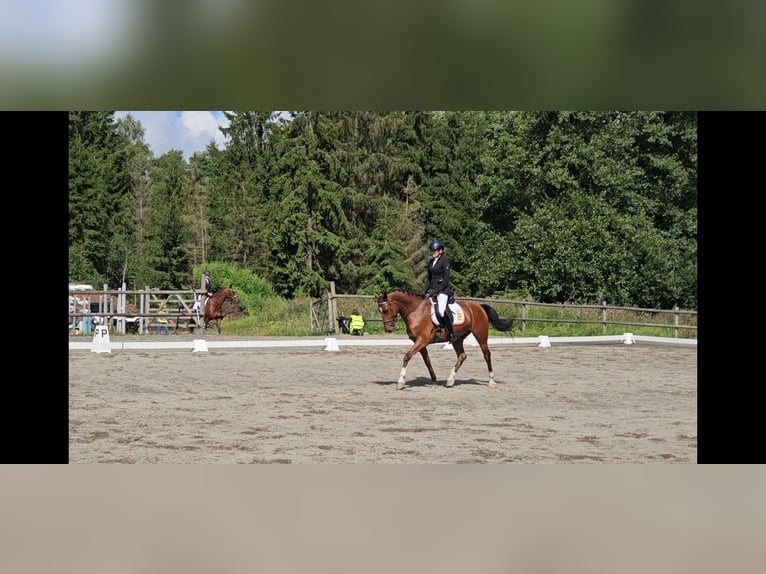 Más caballos centroeuropeos Caballo castrado 6 años 160 cm Castaño in Mysen