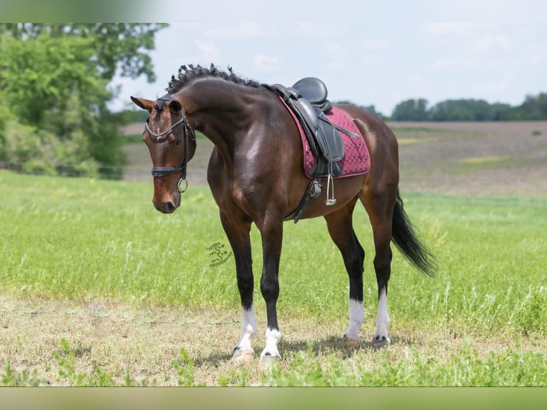 Más caballos centroeuropeos Caballo castrado 6 años 160 cm Castaño rojizo in Fairbank IA