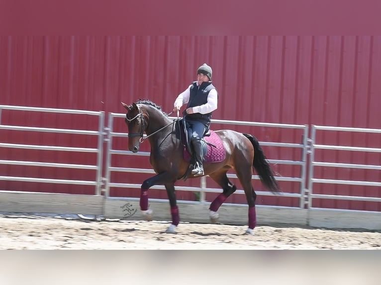 Más caballos centroeuropeos Caballo castrado 6 años 160 cm Castaño rojizo in Fairbank IA