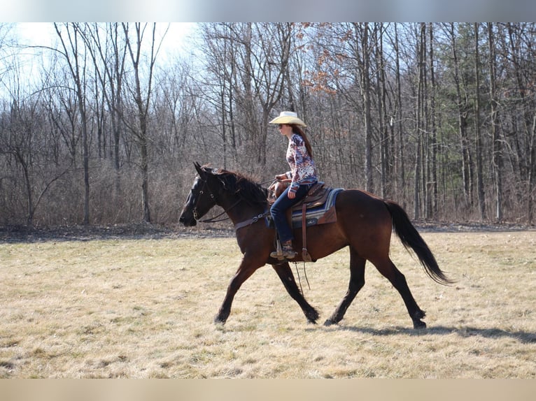 Más caballos centroeuropeos Caballo castrado 6 años 160 cm Castaño rojizo in Howell, MI