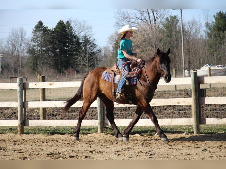 Más caballos centroeuropeos Caballo castrado 6 años 160 cm Castaño rojizo in Howell, MI