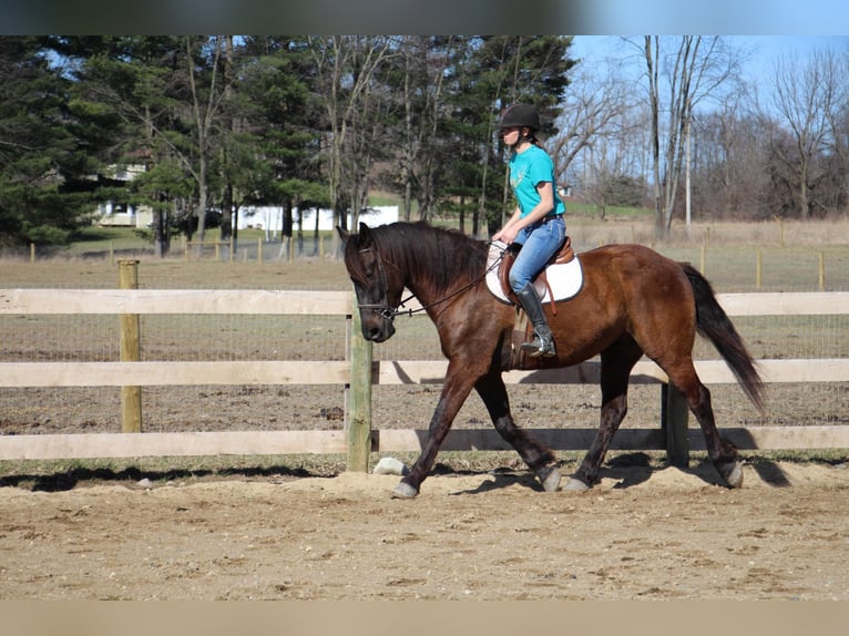 Más caballos centroeuropeos Caballo castrado 6 años 160 cm Castaño rojizo in Howell, MI