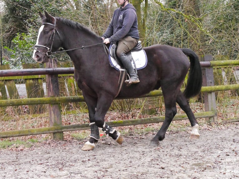 Más caballos centroeuropeos Mestizo Caballo castrado 6 años 160 cm Negro in Dorsten