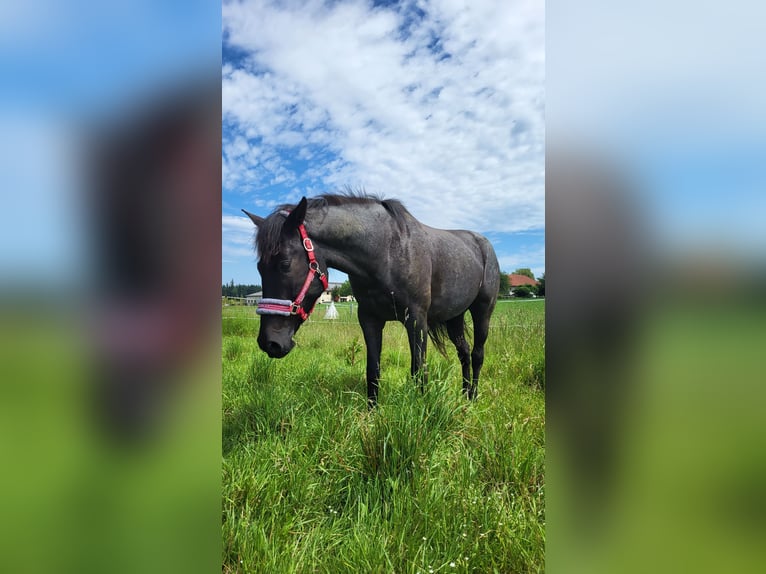 Más caballos centroeuropeos Caballo castrado 6 años 160 cm Ruano azulado in Schwanenstadt