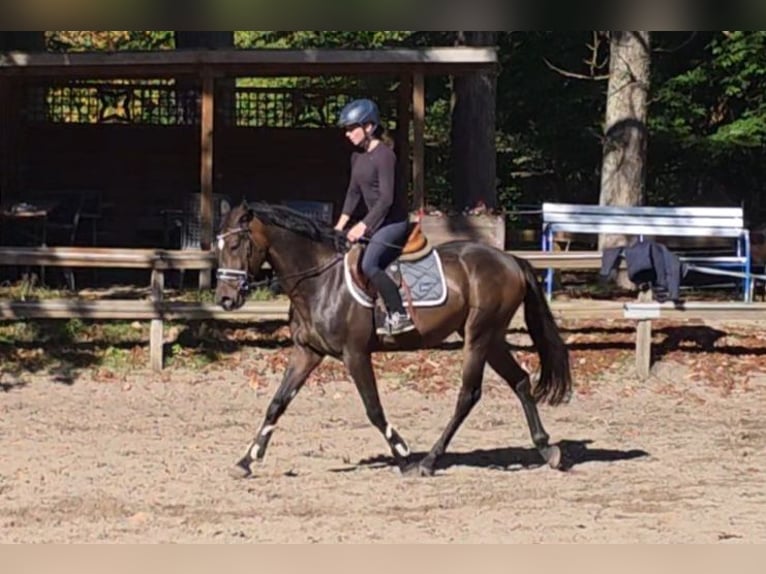 Más caballos centroeuropeos Caballo castrado 6 años 161 cm Castaño oscuro in Braunschweig