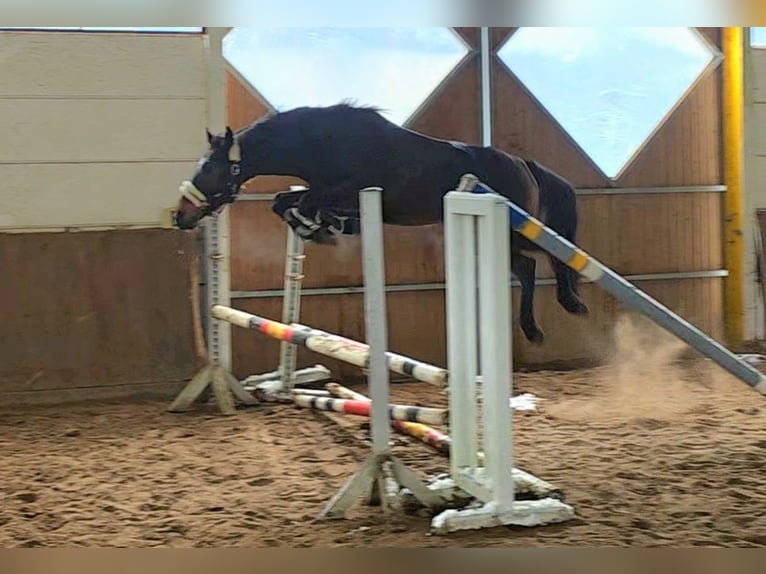 Más caballos centroeuropeos Caballo castrado 6 años 161 cm Castaño oscuro in Braunschweig