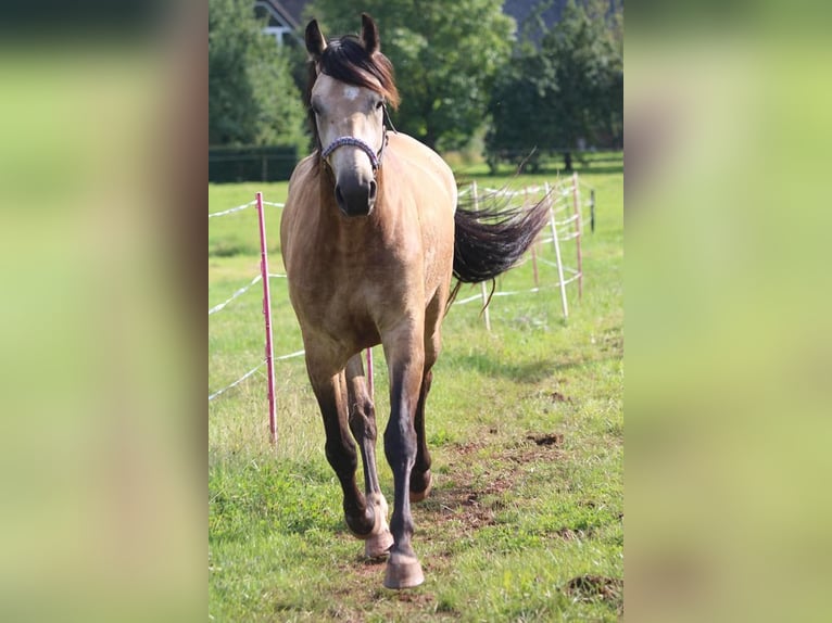 Más caballos centroeuropeos Caballo castrado 6 años 162 cm Bayo in Bausendorf