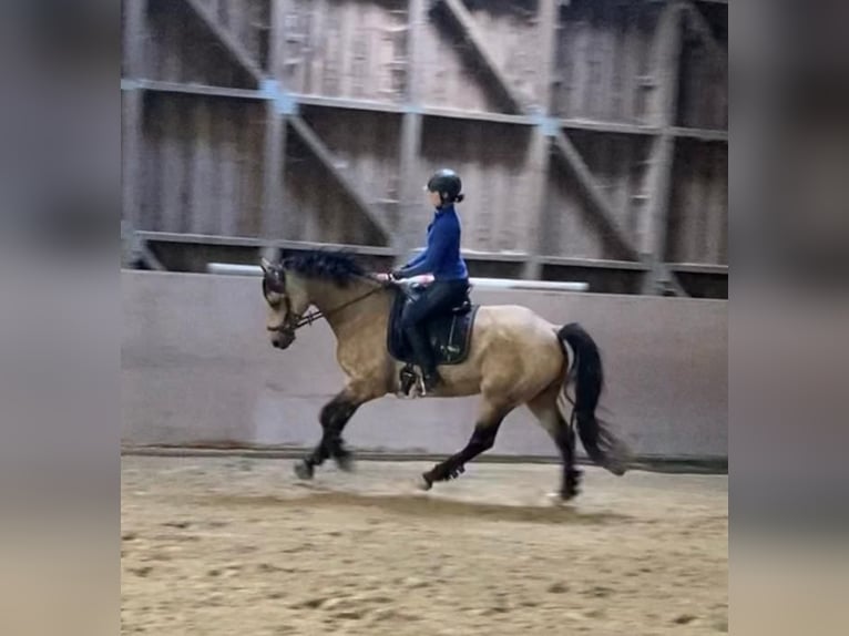 Más caballos centroeuropeos Caballo castrado 6 años 162 cm Bayo in Bausendorf