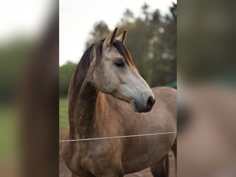 Más caballos centroeuropeos Caballo castrado 6 años 162 cm Bayo in Bausendorf