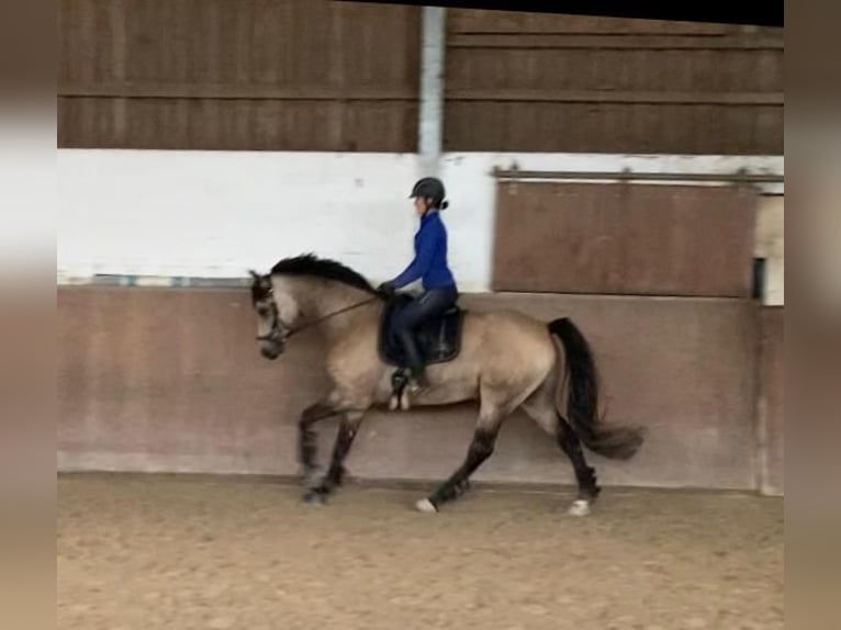 Más caballos centroeuropeos Caballo castrado 6 años 162 cm Bayo in Bausendorf