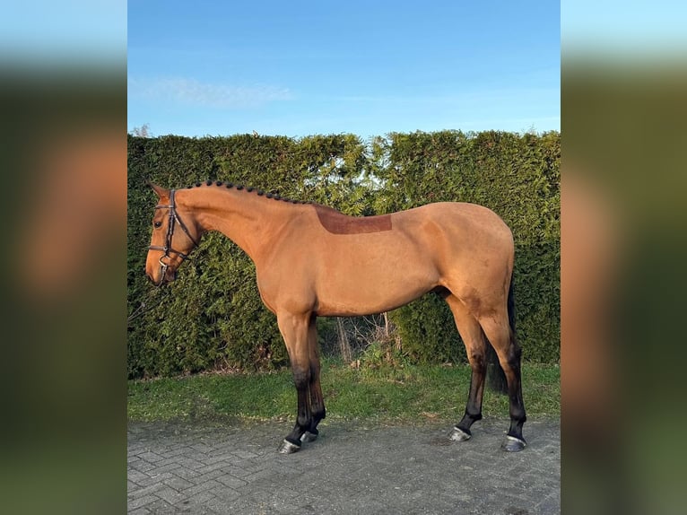 Más caballos centroeuropeos Caballo castrado 6 años 162 cm Castaño in Malaga