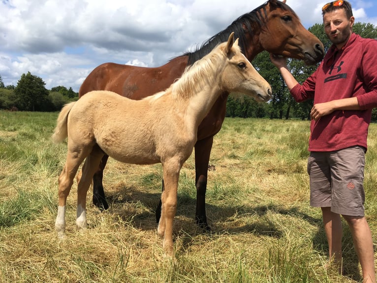 Más caballos centroeuropeos Mestizo Caballo castrado 6 años 162 cm Palomino in Grossgmain
