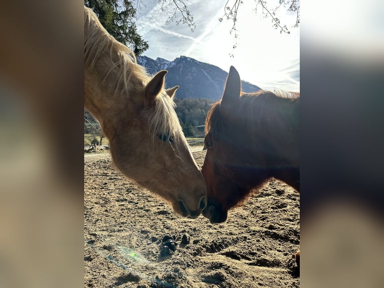 Más caballos centroeuropeos Mestizo Caballo castrado 6 años 162 cm Palomino in Grossgmain