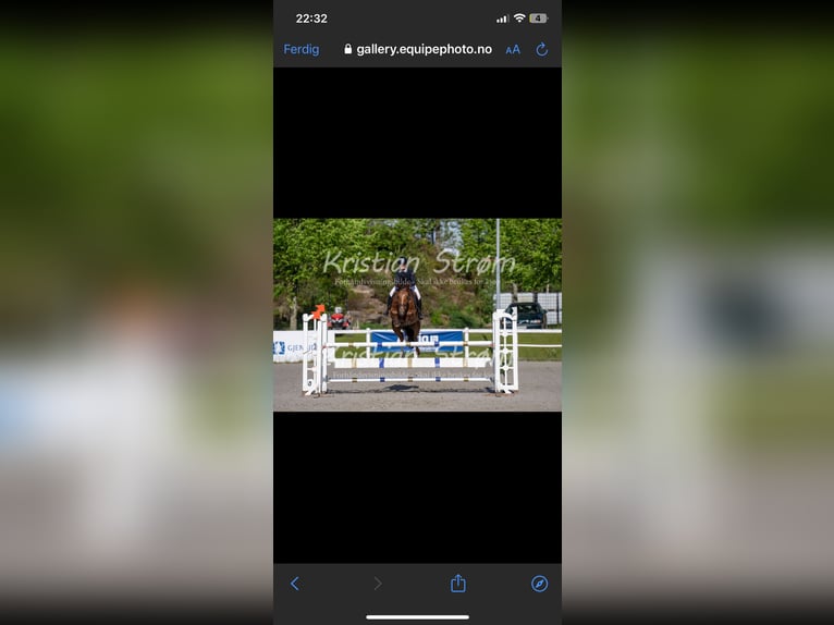 Más caballos centroeuropeos Caballo castrado 6 años 163 cm Alazán-tostado in Sandnes