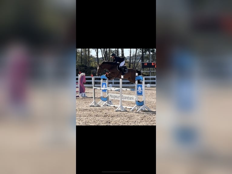 Más caballos centroeuropeos Caballo castrado 6 años 163 cm Alazán-tostado in Sandnes