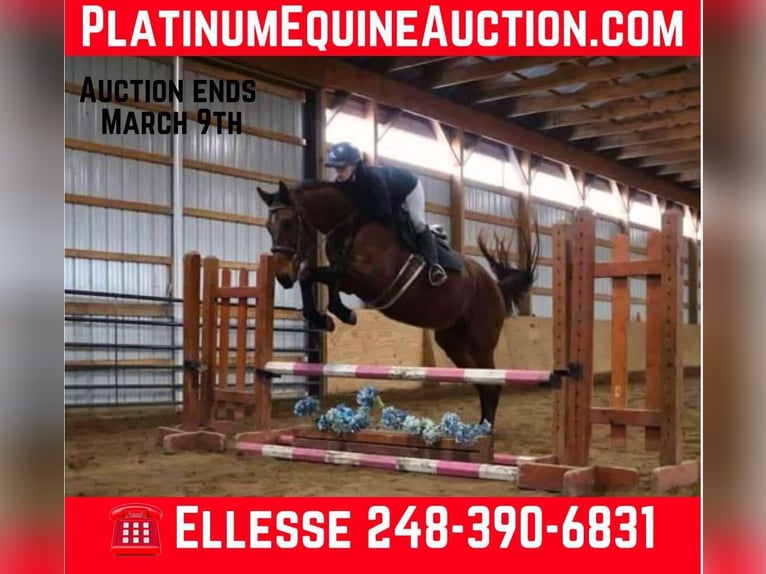 Más caballos centroeuropeos Caballo castrado 6 años 163 cm Castaño rojizo in Howell MI