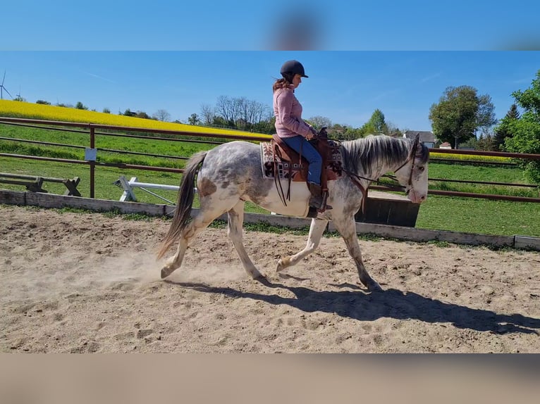 Más caballos centroeuropeos Mestizo Caballo castrado 6 años 163 cm Overo-todas las-capas in Palterndorf