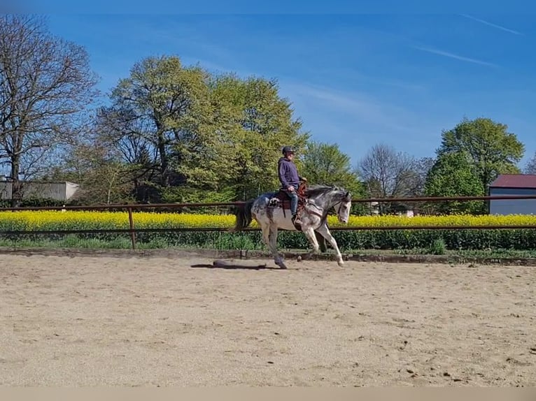 Más caballos centroeuropeos Mestizo Caballo castrado 6 años 163 cm Overo-todas las-capas in Palterndorf