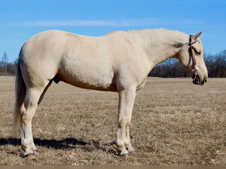 Más caballos centroeuropeos Caballo castrado 6 años 163 cm Palomino in Highland MI
