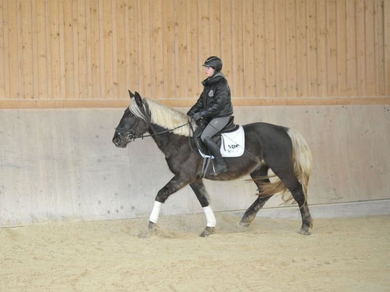 Más caballos centroeuropeos Caballo castrado 6 años 164 cm Alazán-tostado in Wellheim