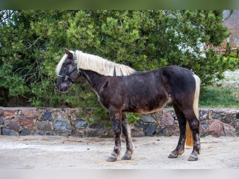 Más caballos centroeuropeos Caballo castrado 6 años 164 cm Alazán-tostado in Wellheim