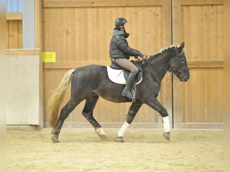 Más caballos centroeuropeos Caballo castrado 6 años 164 cm Alazán-tostado in Wellheim