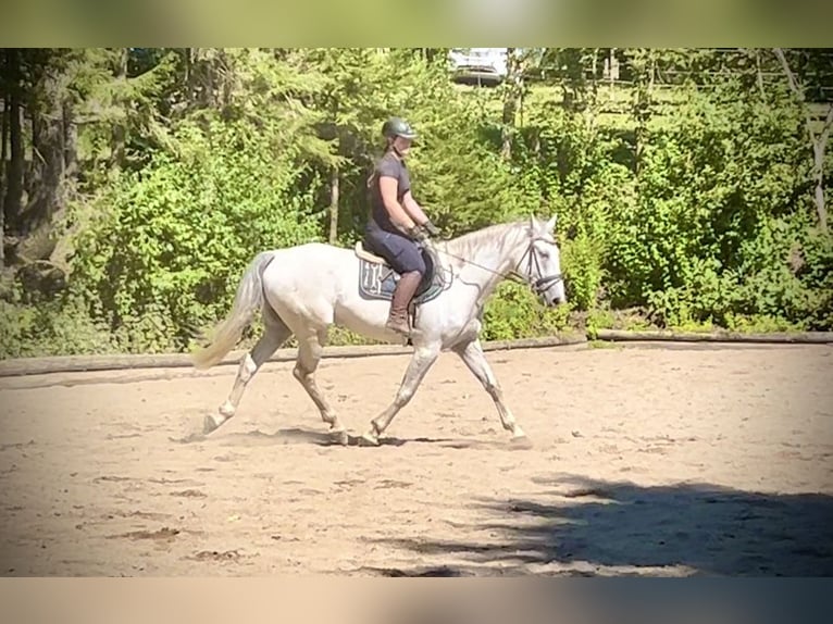 Más caballos centroeuropeos Caballo castrado 6 años 164 cm Tordo in Pelmberg