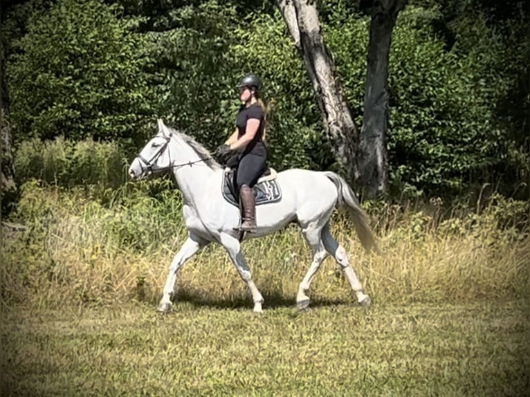 Más caballos centroeuropeos Caballo castrado 6 años 164 cm Tordo in Pelmberg