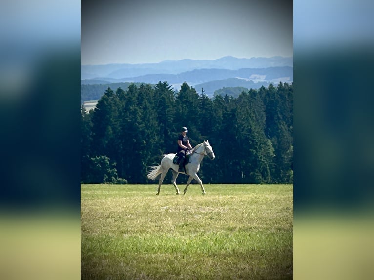 Más caballos centroeuropeos Caballo castrado 6 años 164 cm Tordo in Pelmberg