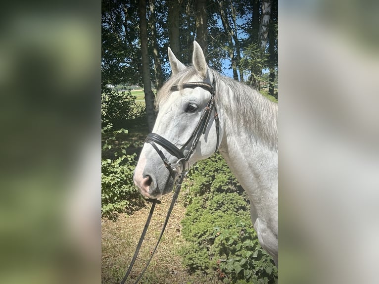 Más caballos centroeuropeos Caballo castrado 6 años 164 cm Tordo in Pelmberg