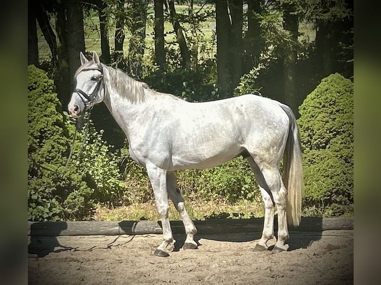 Más caballos centroeuropeos Caballo castrado 6 años 164 cm Tordo in Pelmberg