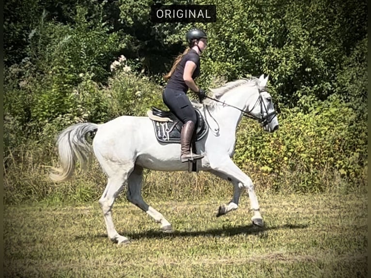 Más caballos centroeuropeos Caballo castrado 6 años 164 cm Tordo in Pelmberg