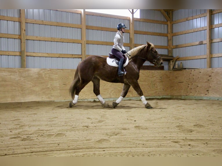 Más caballos centroeuropeos Caballo castrado 6 años 165 cm Alazán-tostado in Howell MI