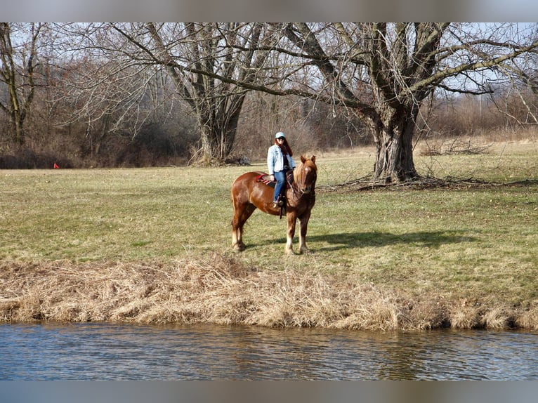 Más caballos centroeuropeos Caballo castrado 6 años 165 cm Alazán-tostado in Howell MI