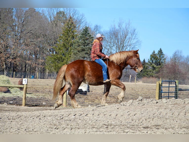 Más caballos centroeuropeos Caballo castrado 6 años 165 cm Alazán-tostado in Howell MI