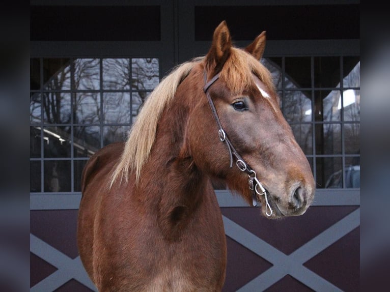 Más caballos centroeuropeos Caballo castrado 6 años 165 cm Alazán-tostado in Howell MI