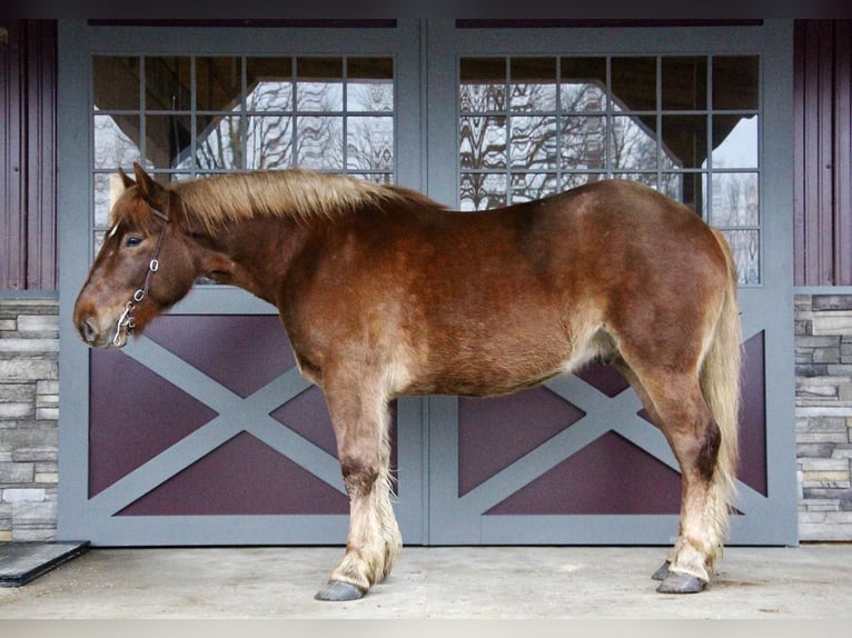 Más caballos centroeuropeos Caballo castrado 6 años 165 cm Alazán-tostado in Howell MI