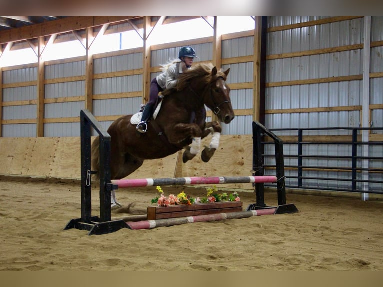 Más caballos centroeuropeos Caballo castrado 6 años 165 cm Alazán-tostado in Howell MI