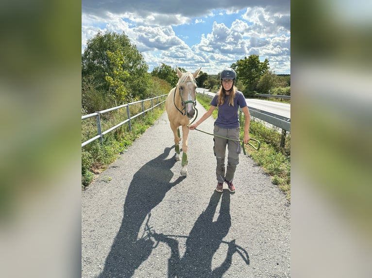 Más caballos centroeuropeos Caballo castrado 6 años 165 cm Palomino in Obertshausen