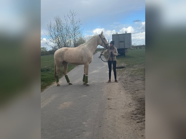 Más caballos centroeuropeos Caballo castrado 6 años 165 cm Palomino in Obertshausen