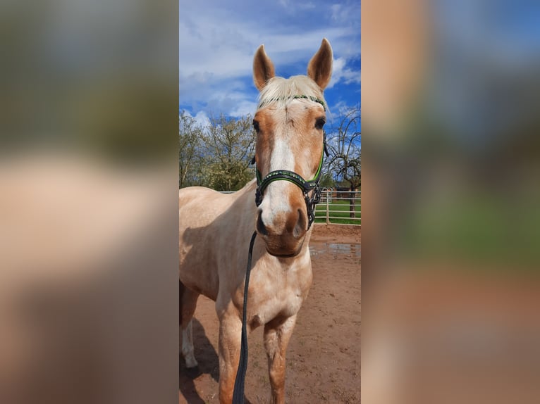 Más caballos centroeuropeos Caballo castrado 6 años 165 cm Palomino in Obertshausen