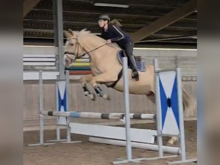 Más caballos centroeuropeos Caballo castrado 6 años 165 cm Palomino in Wallenhorst