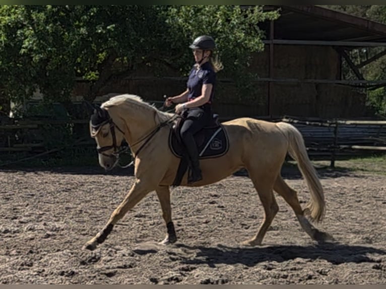 Más caballos centroeuropeos Caballo castrado 6 años 165 cm Palomino in Wallenhorst