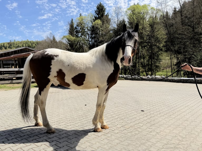 Más caballos centroeuropeos Mestizo Caballo castrado 6 años 165 cm Pío in Ruhmannsfelden